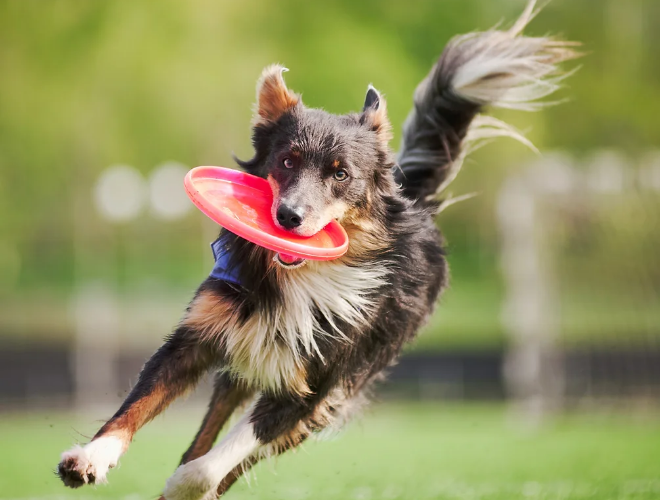 A dog with a frisbee